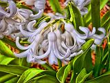 White Flowers_00061